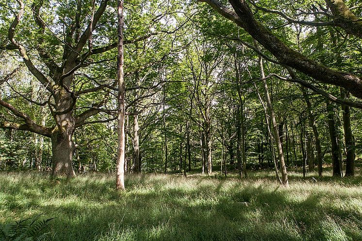 1024px-Stenshuvud_forrest.jpg
