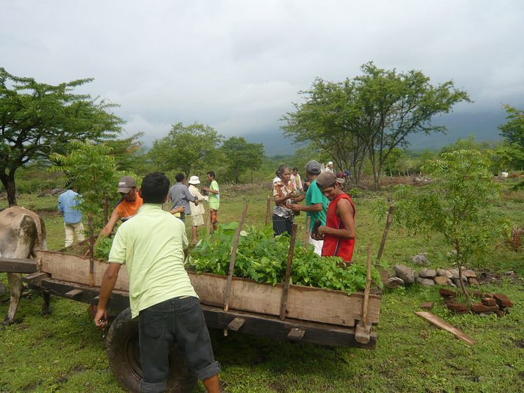 Trädplantering i Nicaragua