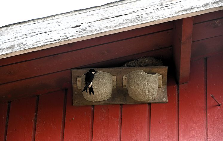 Pääsky ja tekopesät maitotilalla