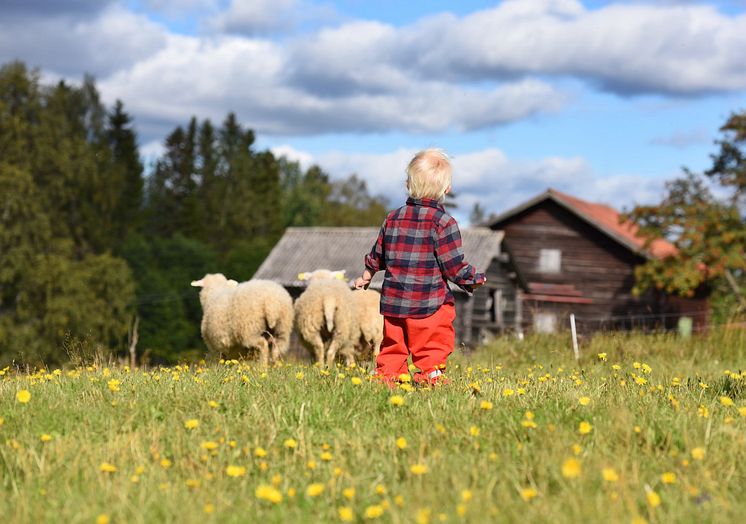 Får i Klövsjö