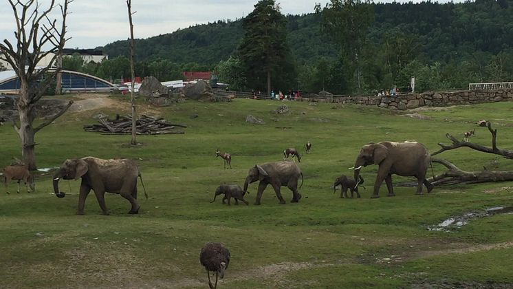 Två elefantkalvar på savannen i Borås Djurpark 
