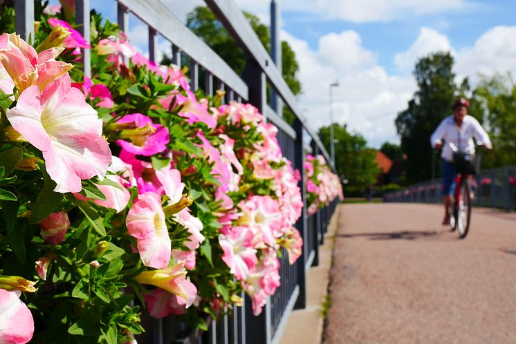 Blommor och cyklist vid Sandgrundsbron