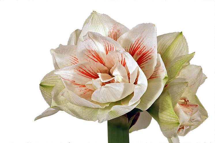 Lucka nr 6 - Dubbelblommande Amaryllis i en Blomstrande Julkalender