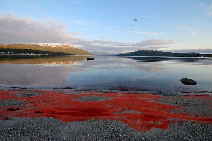 raudåte skylt på land