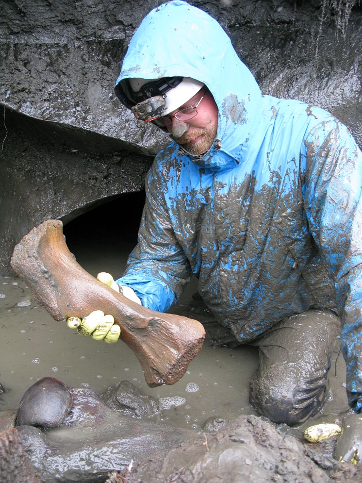 Love Dalén samlar in ben i Sibirien, där ett av proverna som ingår i studien hittades. Foto Karen Kirk.
