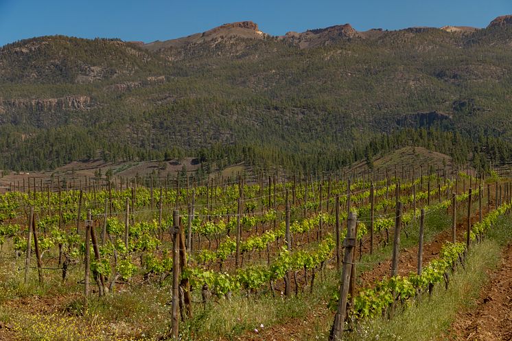 Vingården Alma de Trevejos Winery på Teneriffa