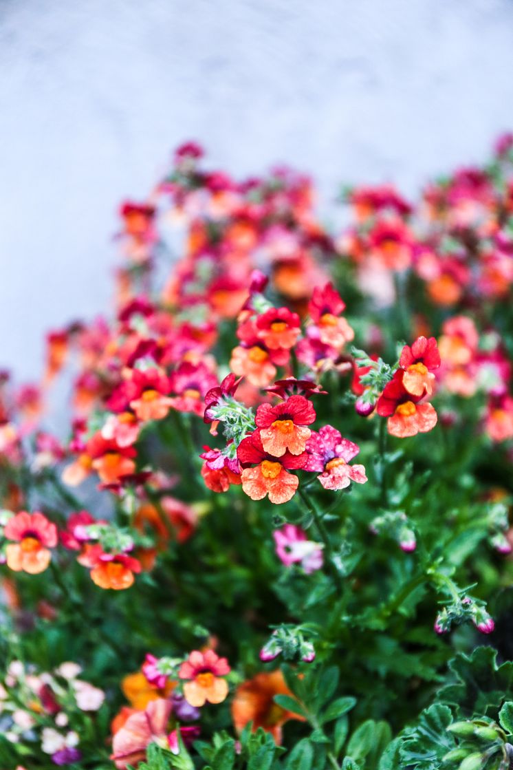 Nemesia Sunsatia 'Blood orange' 