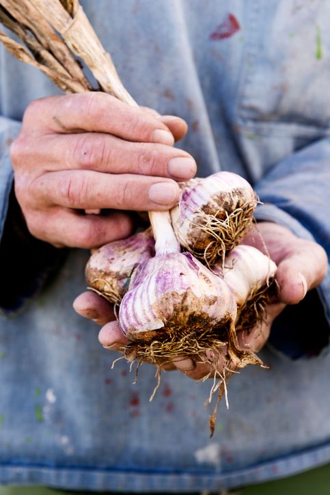 Midsection-of-a-man-holding-organic-harvested-garlic.-174789505_484x725