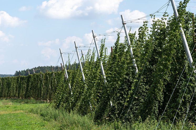 Hopfen Hallertau 1