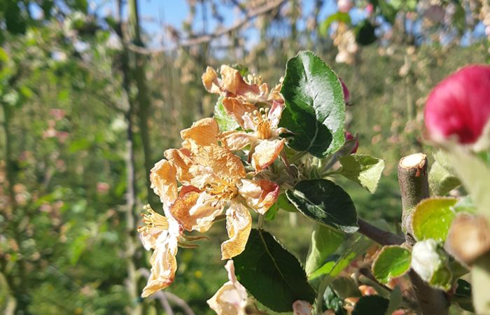 Frostskadad äppelblomma