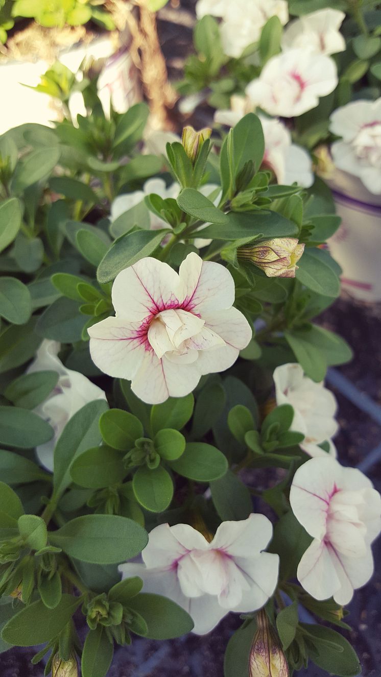 Fylldblommande småpetunia, Calibrachoa Uno_DoubleWhitePinkVein