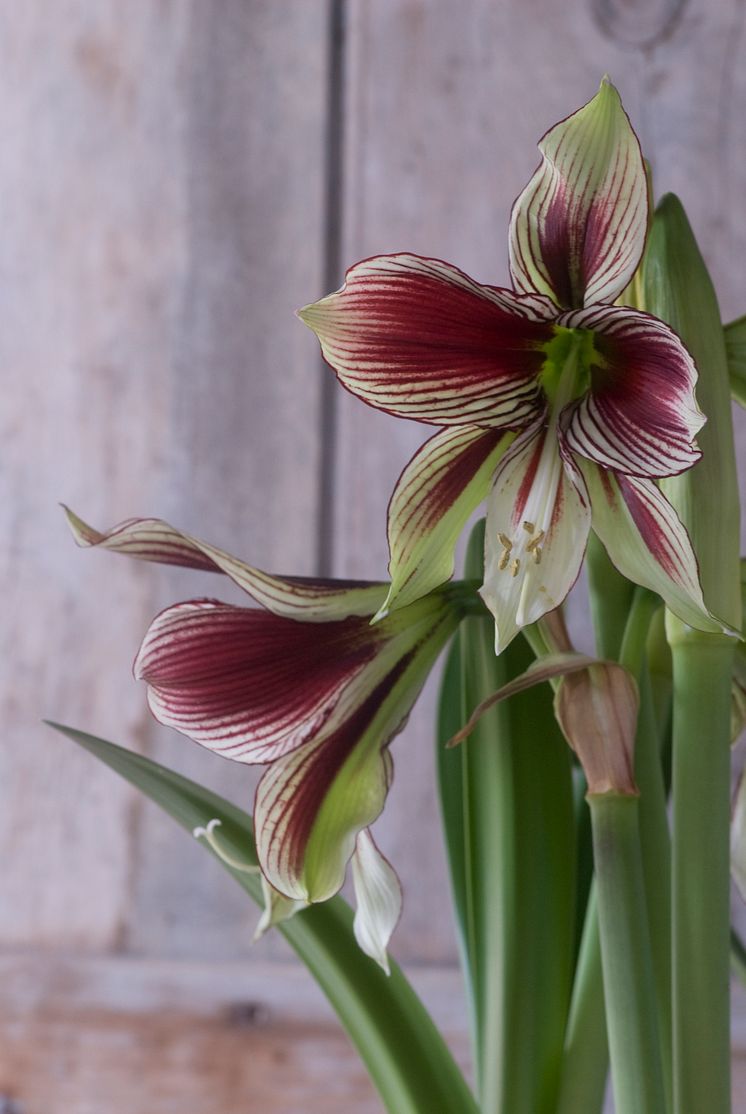 Amaryllis, tvåfärgad