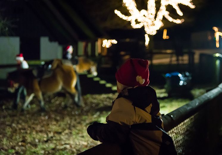 Jul i Djurparken