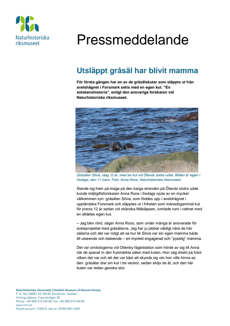 Utsläppt gråsäl har blivit mamma
