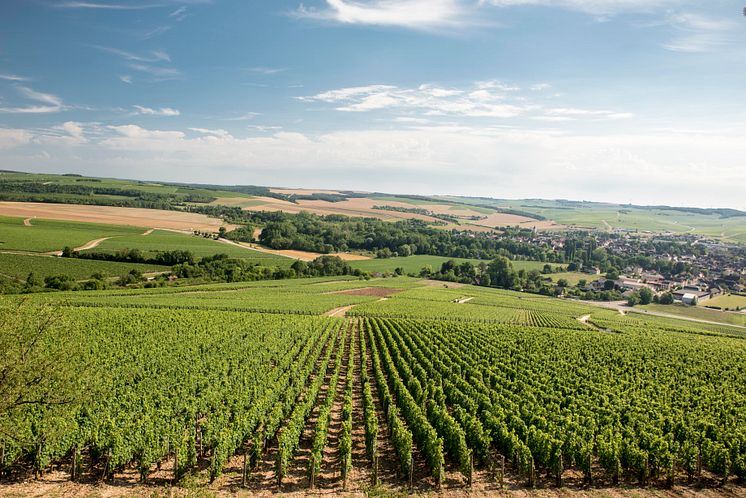 Chablisienne_Chablis_vineyard.jpg