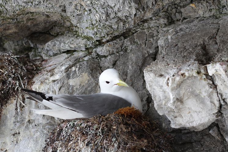 Kittiwake