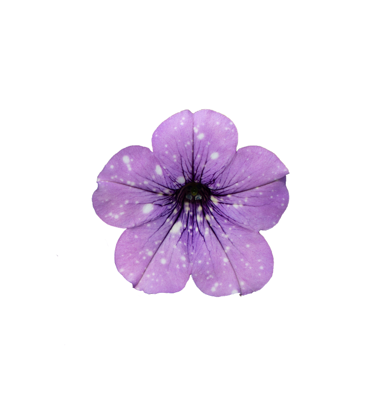 Petunia LavenderSky