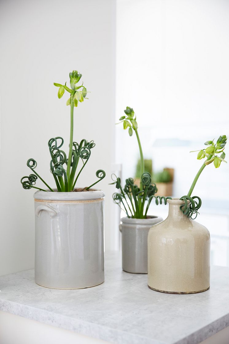 Cool svenskodlad nyhet - Albuca spiralis 'Frizzle Sizzle'