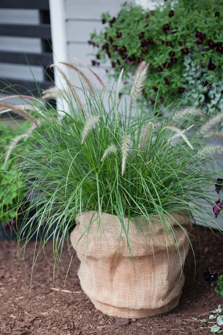 Pennisetum sataceum 'Green Fountain'