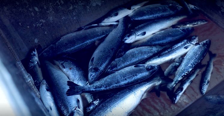 Dødfisk (1)