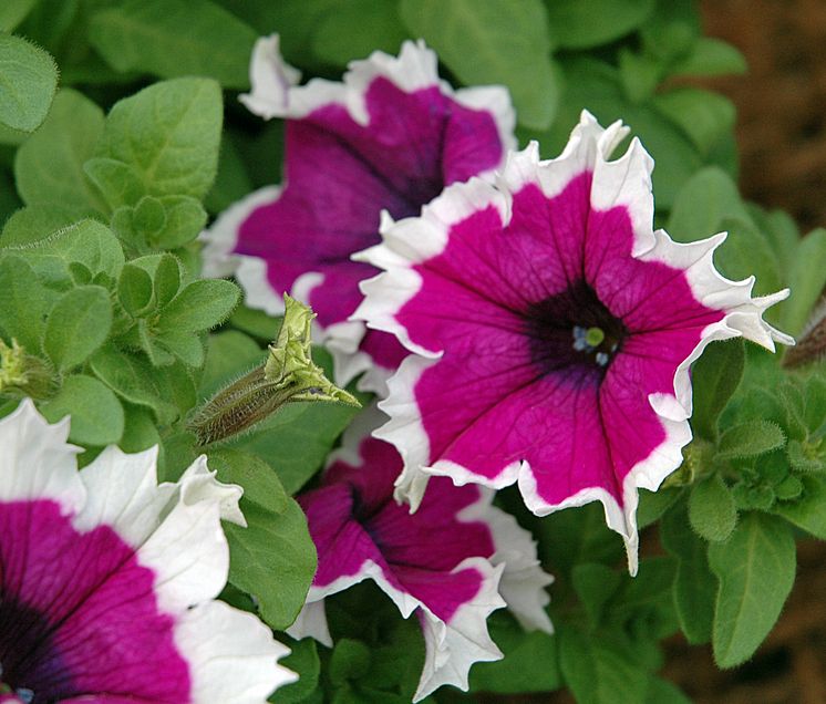 Storblommig Petunia