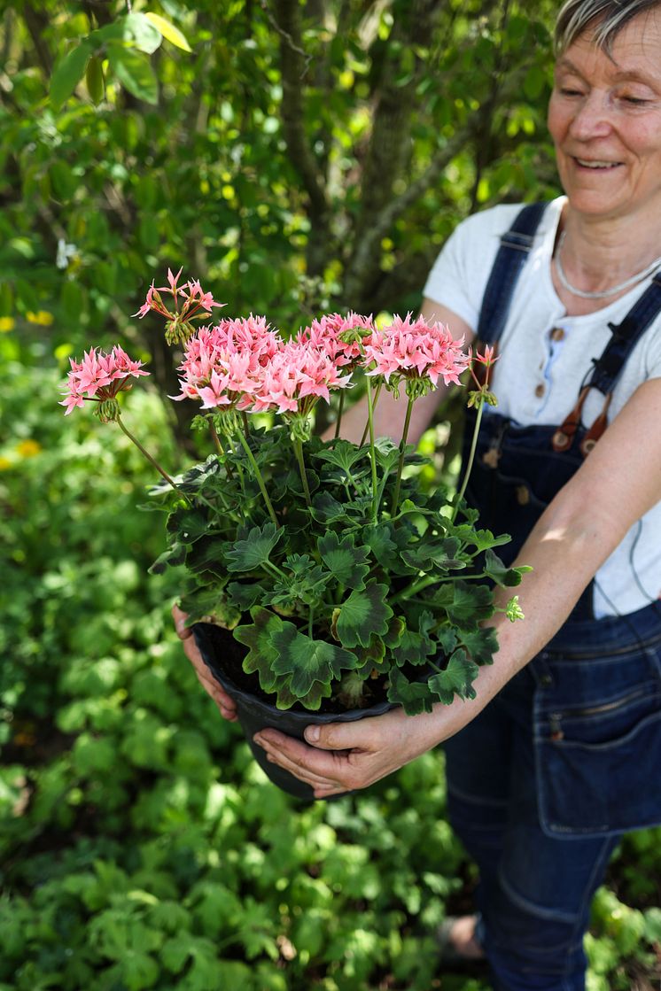Årets Pelargon 2025 2 Pelargonium Summer Twist Rose foto annikasnaturligating.jpg