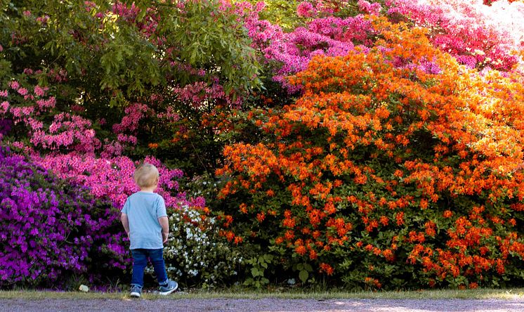 Rhododendron