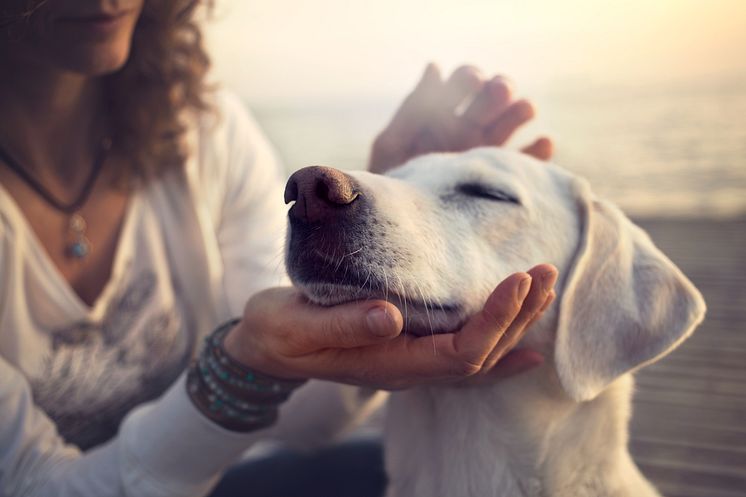 Mehr Leistung für den Hund in der Gothaer Tierkrankenversicherung