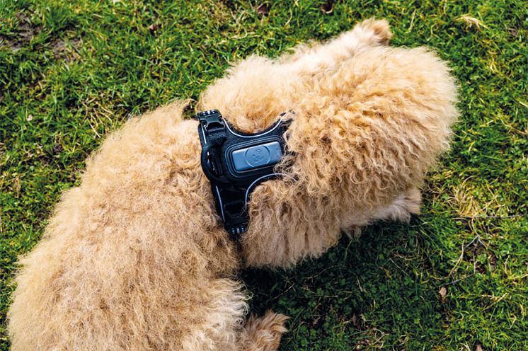 Pathfinder Dogs Creek avec traceur GPS