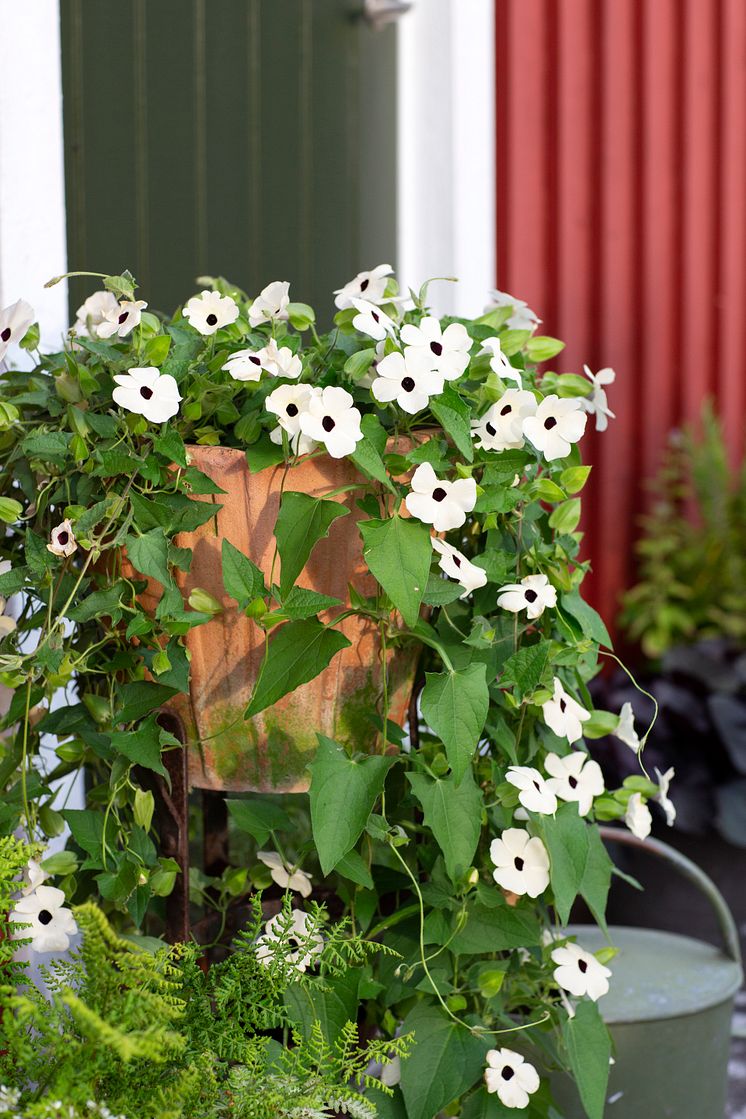 èrets Sommarblomma 2023 Thunbergia alata Svartîga foto annikasnaturligating (7)