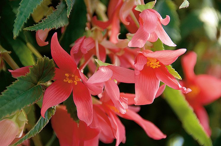 Begonia boliviensis Summerwings Boliviabegonia 