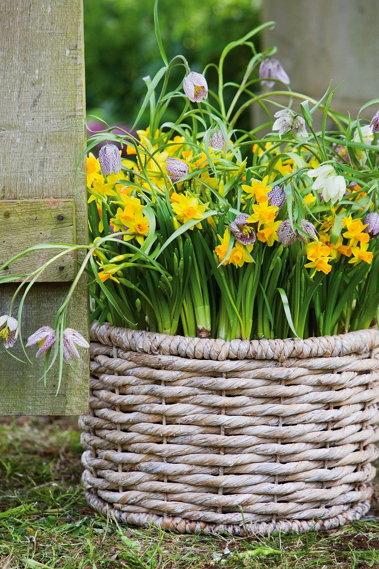 Narcissus 'Tête-à-tête' och kungsängslilja