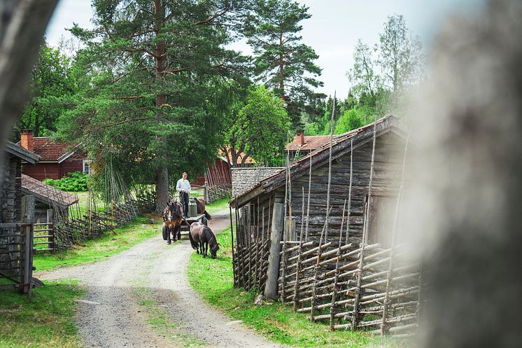 SummerPastureFarm_fotoPerBifrost_VisitDalarna