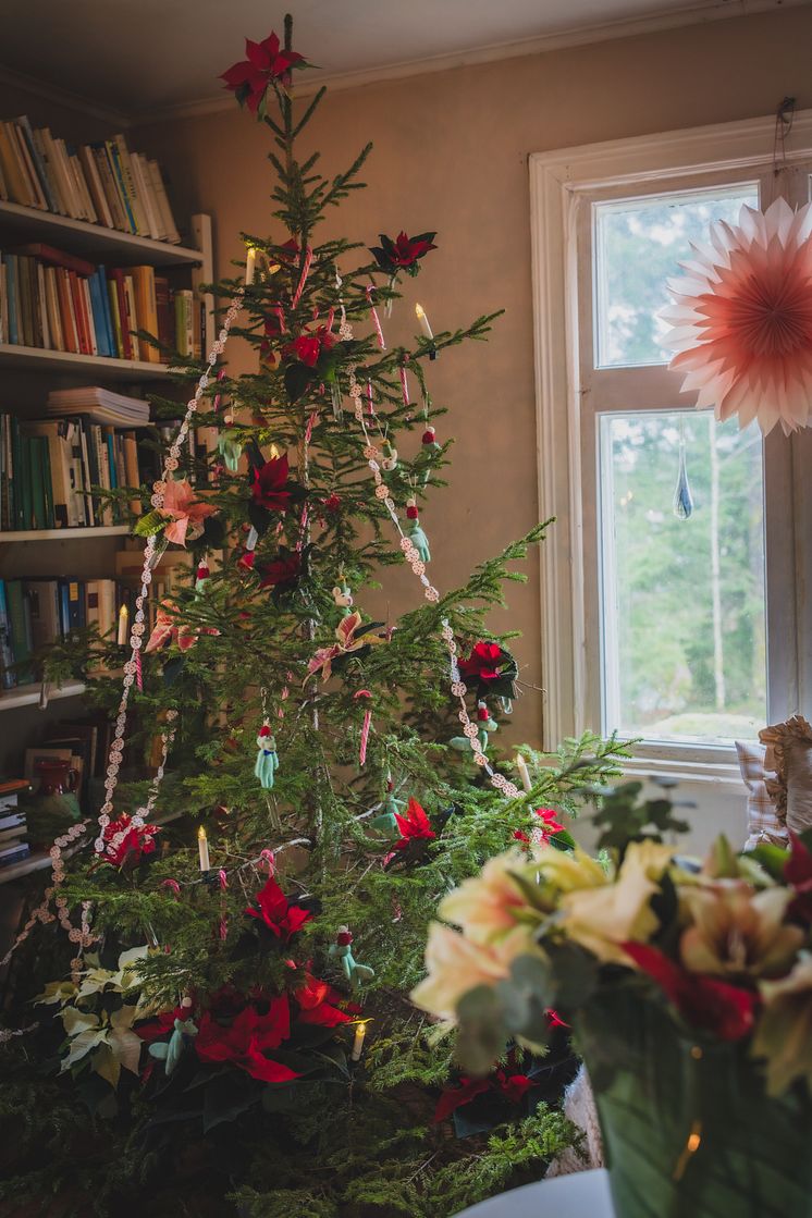 Julstjärnor hos Anna Starren 