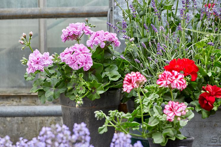 Pelargoner  industrikänsla