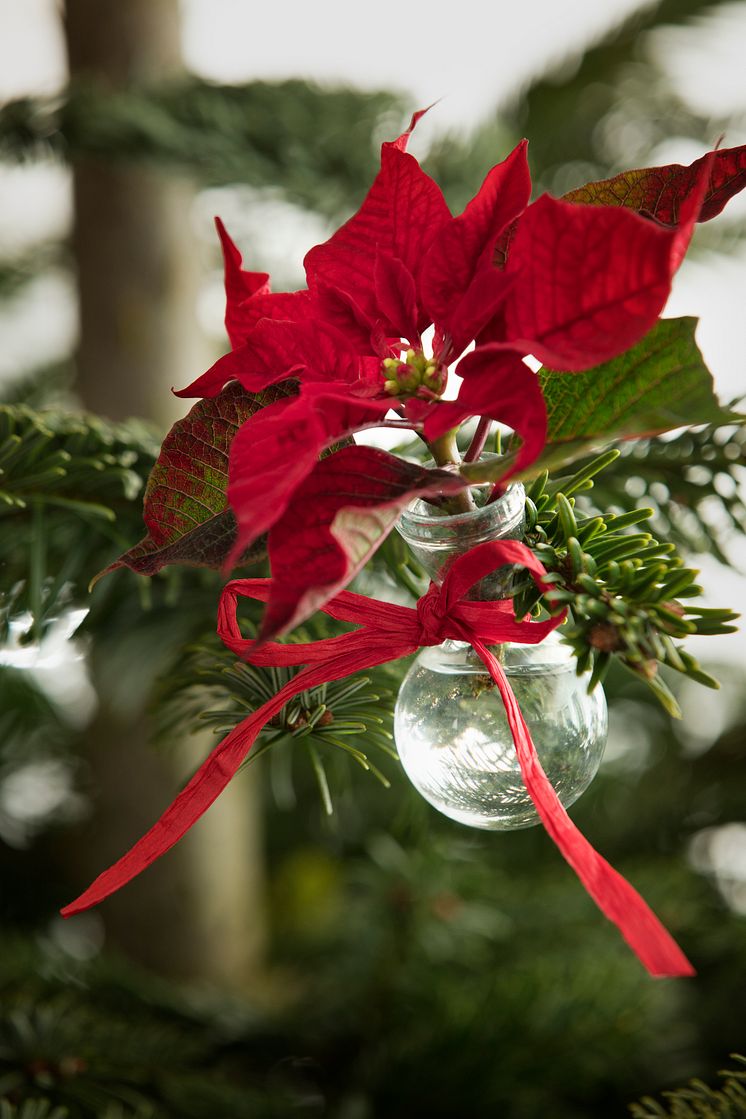 Julstämning med julstjärnor