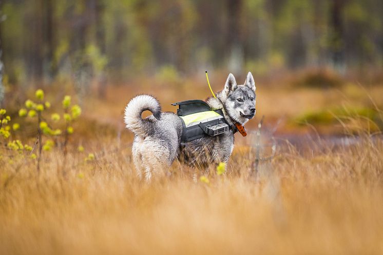 Jämthund Foto Robert Nyholm Mostphotos