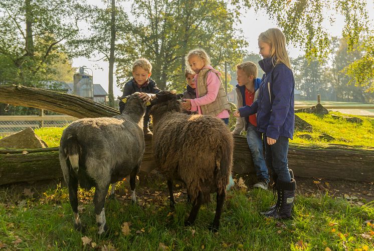 Barn och får