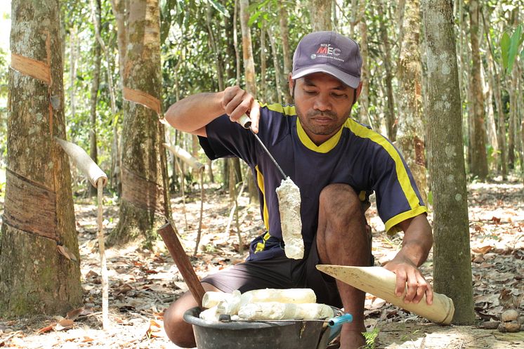 Sustainable Rubber Supply Chain3_Continental_GIZ Canopy Indonesia.JPG