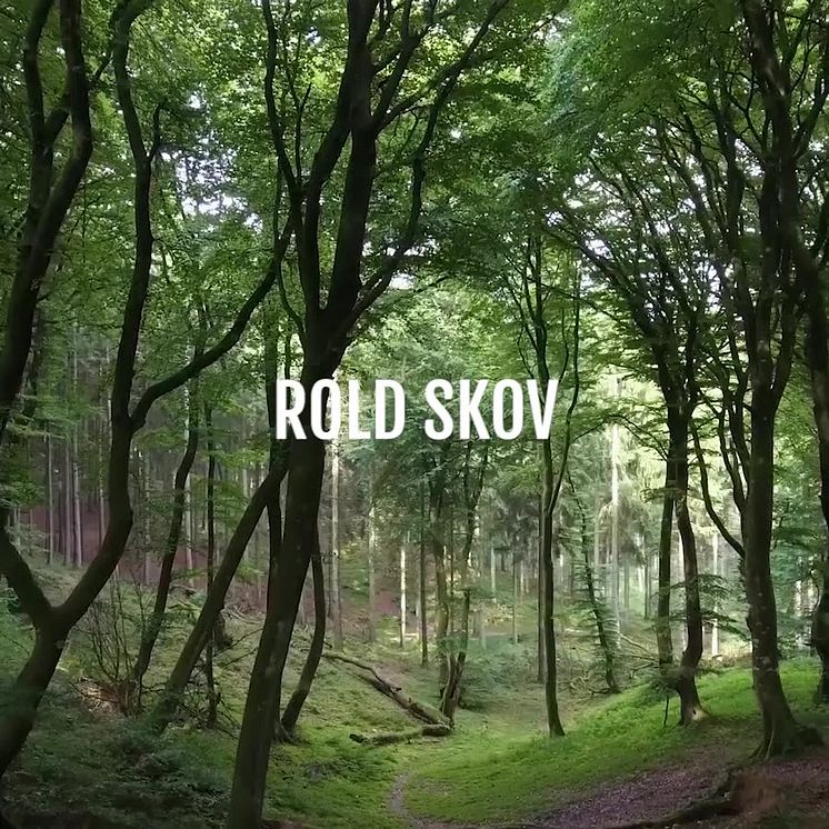 Smutturens videopræsentation af Rold Skov
