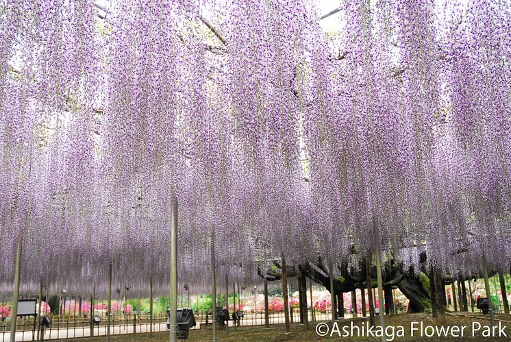 Ashikaga Flower Park(1)