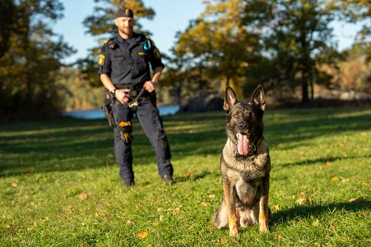 Årets Polishund-2024-Hank-på gräs-Foto Måns Engelbrektsson.jpg