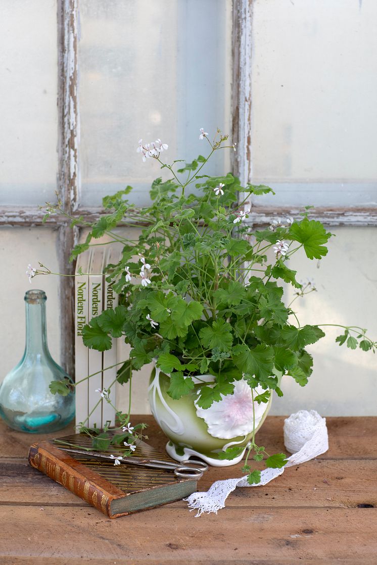 Muskotpelargon / Marias blomma  Pelargonium x fragrans Grönt Kulturarv U-40