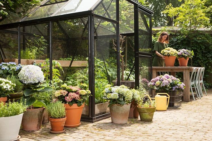 Hortensia - en effektiv luftfuktare med ljuvlig blomning