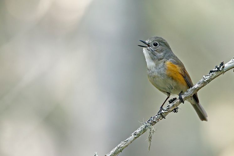 EOS 90D_MARKUS_VARESVUO_SAMPLE_Red-Flanked Bluetail Kuhmo_0160_WEB_ONLY[1]
