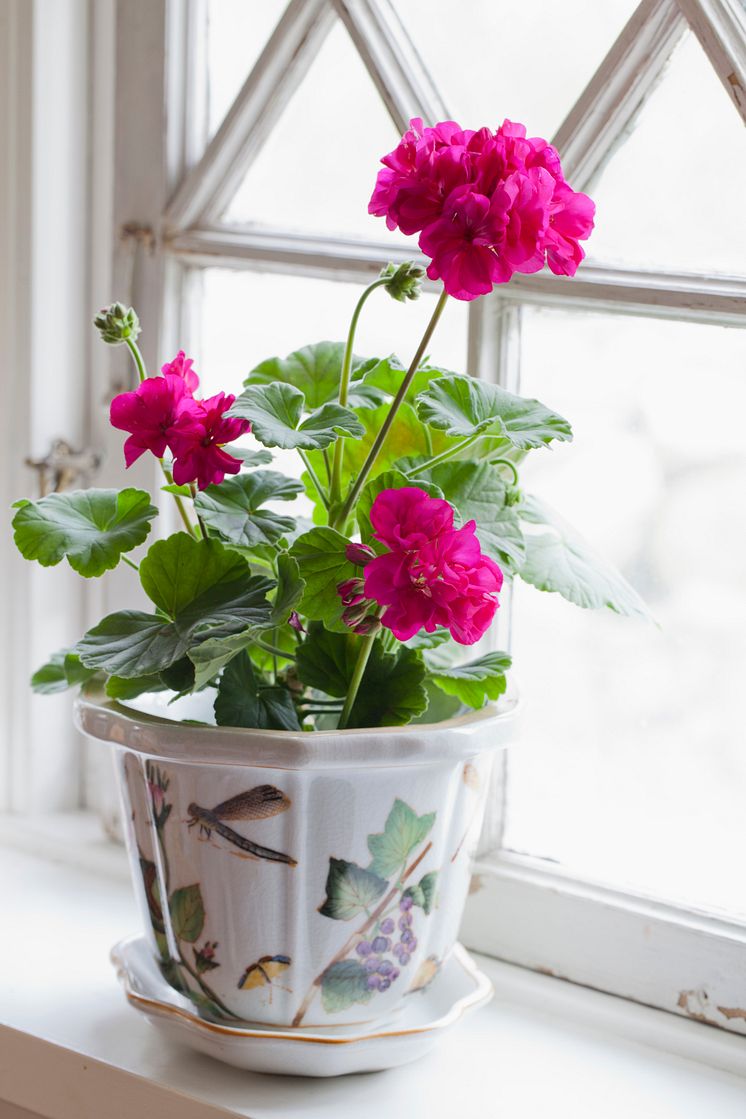 Pelargonium Drottningminne