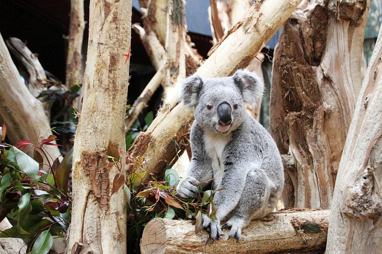Koala-Haus mit Oobi-Ooobi 