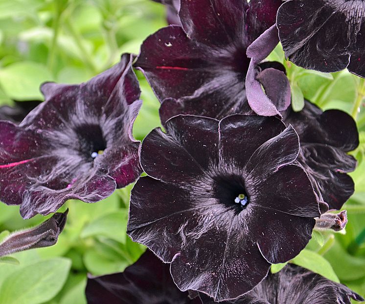 Black & White Svart Petunia