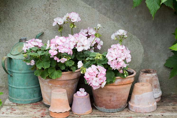 Pelargonium ´Picotee Pink´ på din uteplats