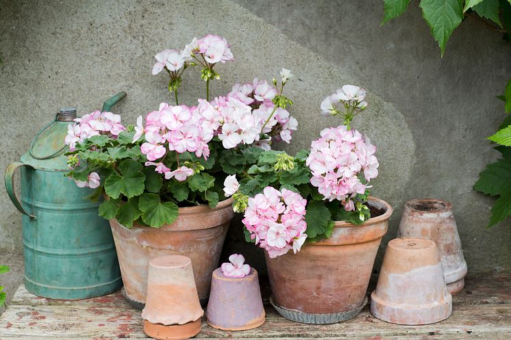 Pelargonium ´Picotee Pink´ på din uteplats